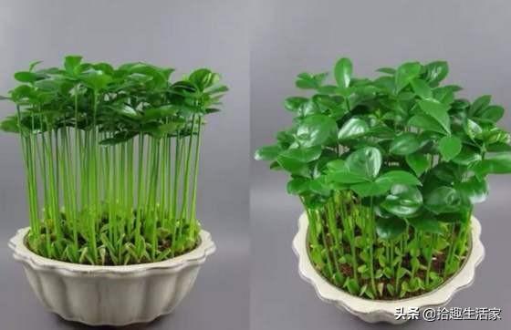 盆栽柚子树的养殖方法:如何把柚子吃完剩下的种子养成盆栽？