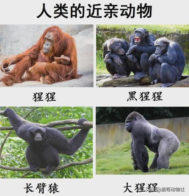 美国动物园18只猩猩感染新冠，比利时女子与黑猩猩相爱，动物园为何禁止她继续探望？