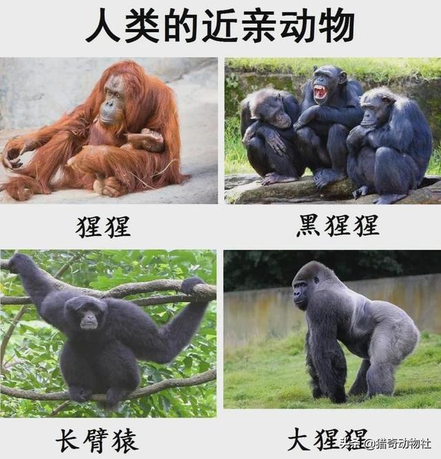 红毛猩猩的性格温顺吗:猩猩长出人类手指，是基因突变还是物种进化？