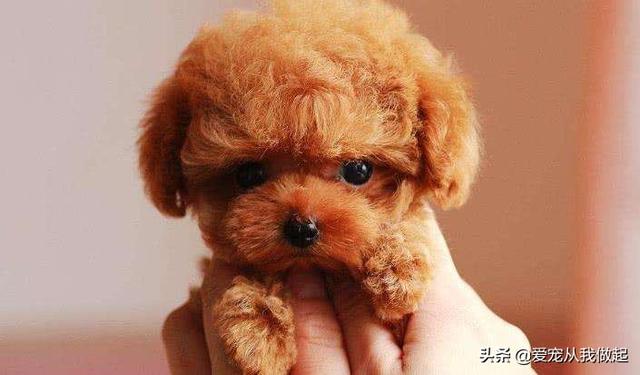 怎呢判断狗狗髌骨脱位:泰迪犬腿瘸的原因有哪些？