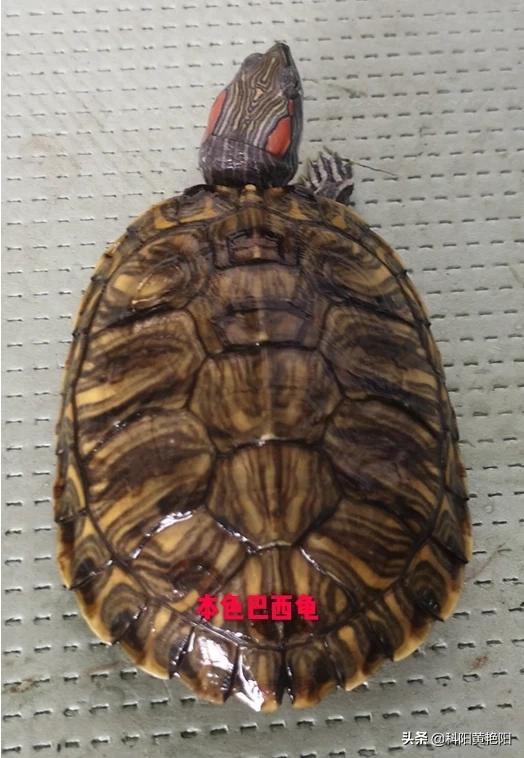 巴西龟图片:怎么判断乌龟是否得了白眼病？怎样治疗白眼病？ 巴西龟图片 最大
