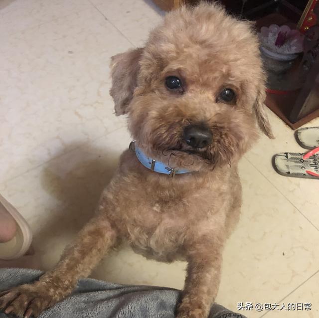 泰迪犬癫痫视频:成年的泰迪狗狗，经常发抖怎么回事？