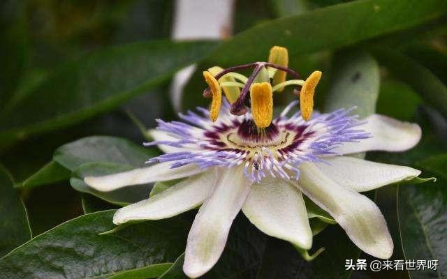 黑寡妇蜘蛛图片:日轮花“杀人”情景是怎样的？