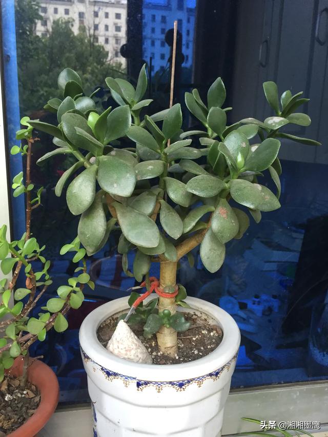 玉树养成盆景的几个技巧，为什么有人养在室内就容易挂掉呢？插图26