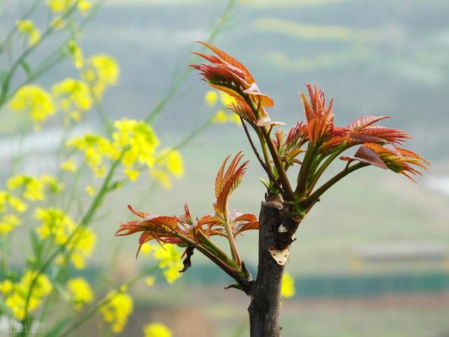 招惹上乌鸫后果有多严重，俗语：“不怕有蛇进家门，就怕香椿高过房”，为什么香椿比蛇可怕