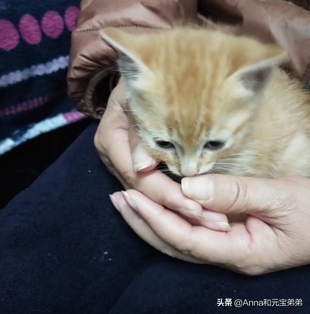 猫咪脾气不好怎么办:家里的猫咪经常凶人怎么办？
