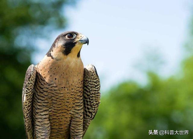 鷹為什麼能獵狐狸和狼?-惠修網