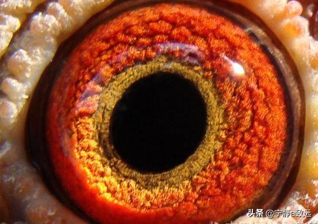 最快速的信鸽眼砂图片:鸽子深色黄眼怎么区别好与坏？