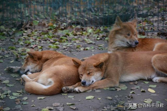 澳洲野犬分布在中国:澳洲野狗和中华田园犬那么相似，它们之间有联系吗？