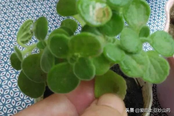秋季碰碰香怎么养:碰碰香的养殖方法是什么？