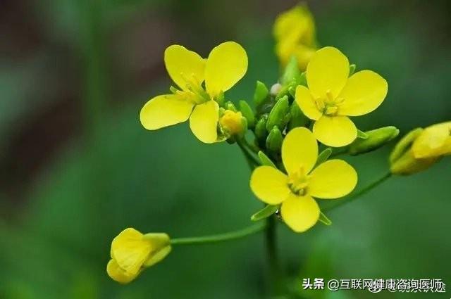 治疗高血压的茶饮方子,醋泡花生米能对降血压有帮助吗？