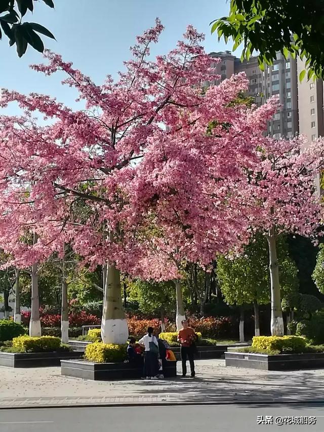 攀枝花至西昌动车预计多久开通？