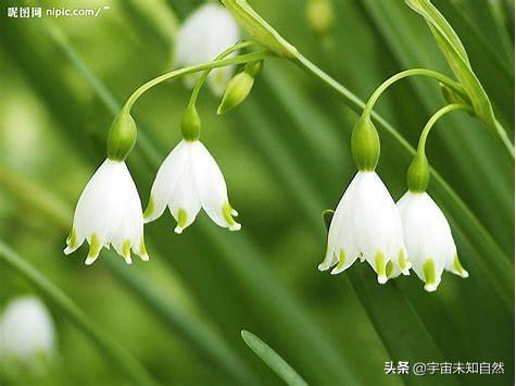 鳄鱼与牙签鸟的寓言:生物与生物之间是如何相互适应的？