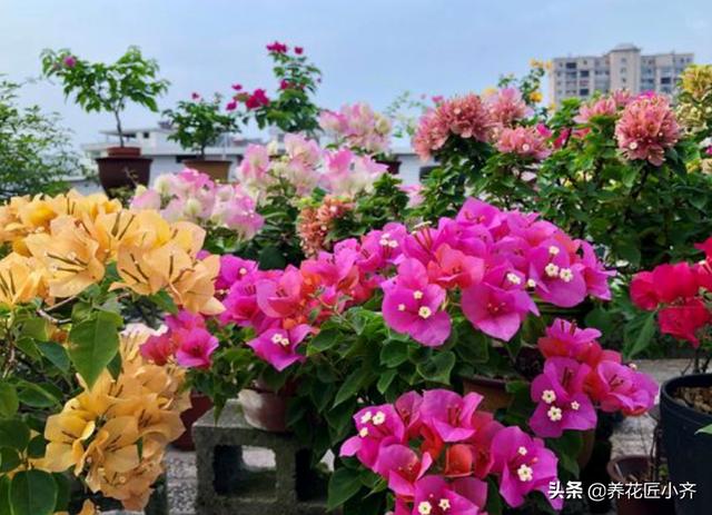梅完梅了:三角梅掉叶子了，是怎么回事