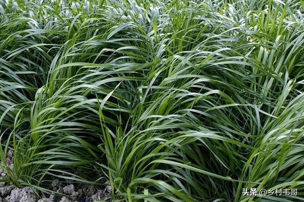 头条问答 - 想养一批鹅,种什么草适合鹅吃?(130个回答)