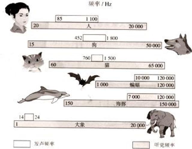 宠物的秘密生活在线:可不可以和狗狗一起睡觉？有什么坏处？ 宠物的秘密生活第一季