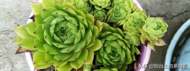 多肉熊童子好养不:多肉植物熊童子的叶片脏了怎么清理？