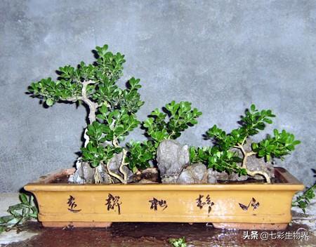 黄杨球修剪评分标准:黄杨球怎么修剪 黄杨球叶子发卷怎么、回事？