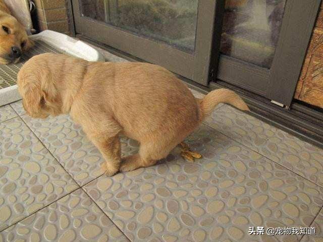 熟女犬调教:金毛在幼龄期怎么调教？怎么教它一些动作或者让它学习一些东西？