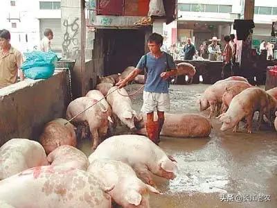 辉瑞多拉菌素:狗打去虫针打多了，怎样给狗打点滴解毒？