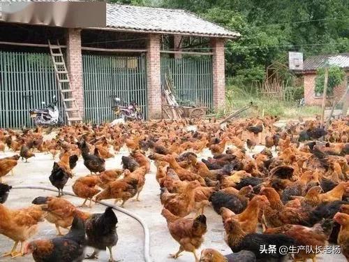 散养土鸡养殖技术:散养土鸡真的那么难吗？为什么好多都说亏本？