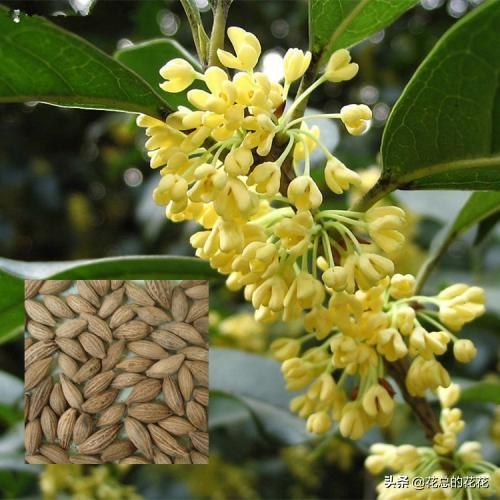 桂花树种子辨认:金桂银桂丹桂四季桂怎样区别？