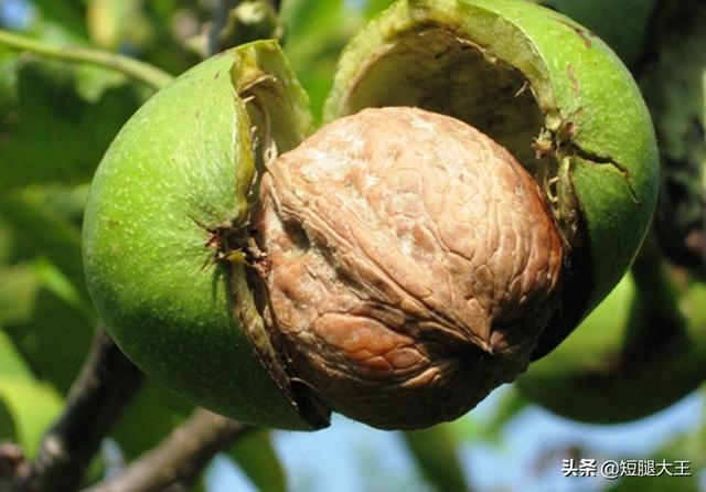 鲜核桃,鲜核桃和干核桃有多大差别呢？