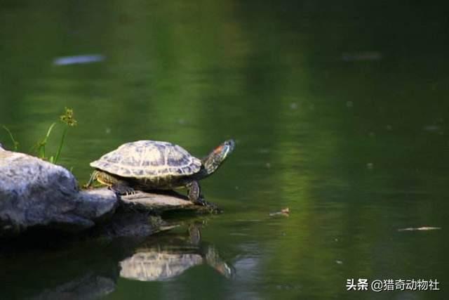 黄河里有大型生物吗，佛罗里达鳖在我国多省出现，黄河或已“失守”会不会泛滥成灾