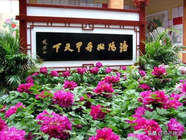 头条问答 - 网传洛阳牡丹甲天下,菏泽牡丹甲洛阳,或者曹州牡丹甲洛阳,