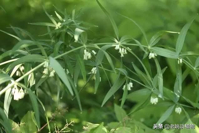 黄精适合在什么土地生长？