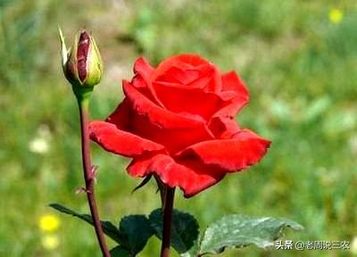 月季花的栽培与管理:月季苗一年四季都适合栽种吗？如何养护？