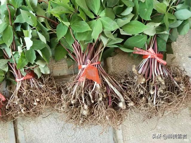 重楼怎么种植(重楼怎么种植才好)