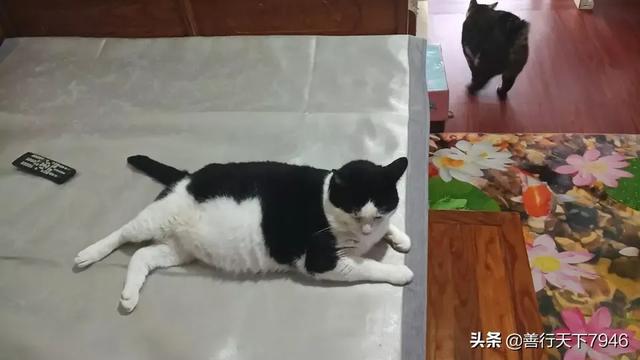 被家猫抓伤一定要打针吗:让朋友家养猫挠了一下，没出血，还需要打针吗？