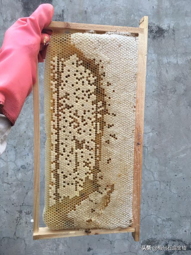 头条问答 蜜蜂蜂巢中的巢房有哪些特点 9个回答