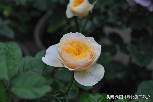 vents月季花品种介绍及图片:伊芙月季里最香的品种 月季朱丽叶好种吗？有哪些技巧？