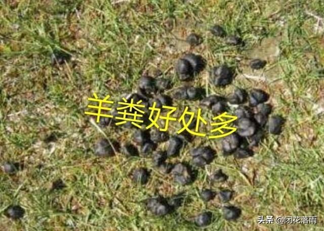 小狗种鲜花:狗粪适合用来养花吗？为什么？