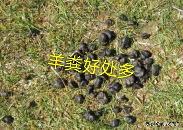 约克夏狗吃不吃狗屎:狗粪适合用来养花吗？为什么？