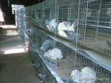 宠物兔养殖基地的兔舍常见形式:一百只种母兔需要多大的场地？有什么注意的吗？