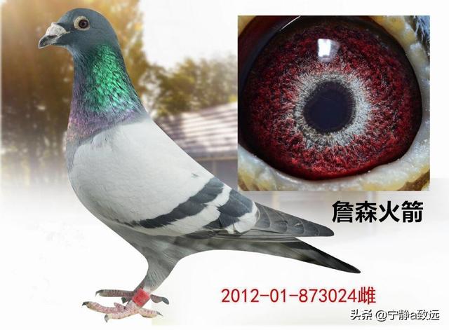 信鸽眼砂重要吗:鸽子翅膀颤抖的爆发力强吗？