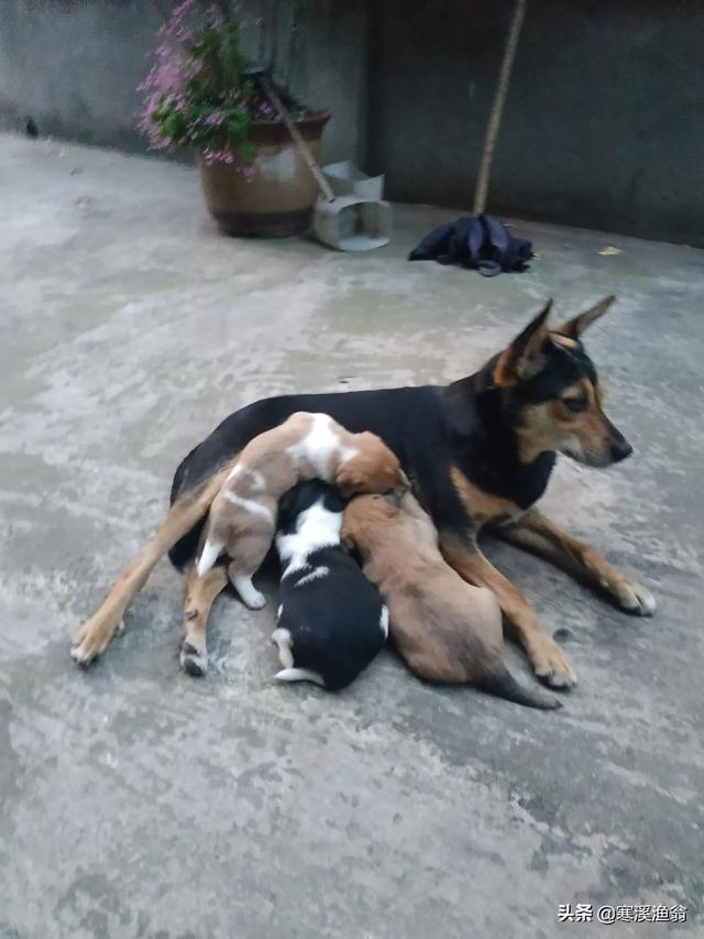 法兰德斯牧牛犬造句:好的牧羊犬可以代替人放羊吗？