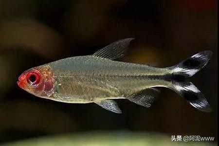 玻璃海象鱼吃灯鱼:各种灯鱼的混养注意事项？