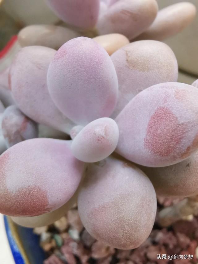 玉表面有麻点小坑能处理吗,蒸馒头表面有小坑怎么办？