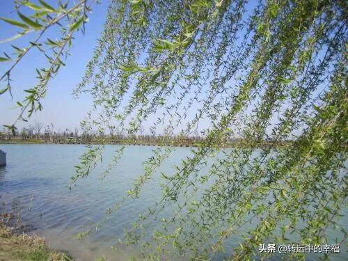 杨柳之:摄影如何表现“灼灼状桃花之鲜，依依尽杨柳之貌。”的意境？