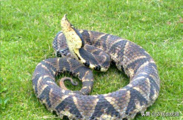 住在农村的家里出现蛇应该怎么办?