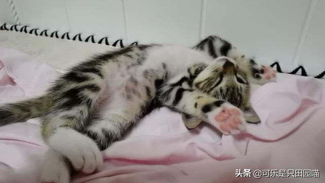 猫咪恨主人的十种表现打猫的后果严重:为什么要让猫咪发腮，怎样看猫是不是在发腮呢？