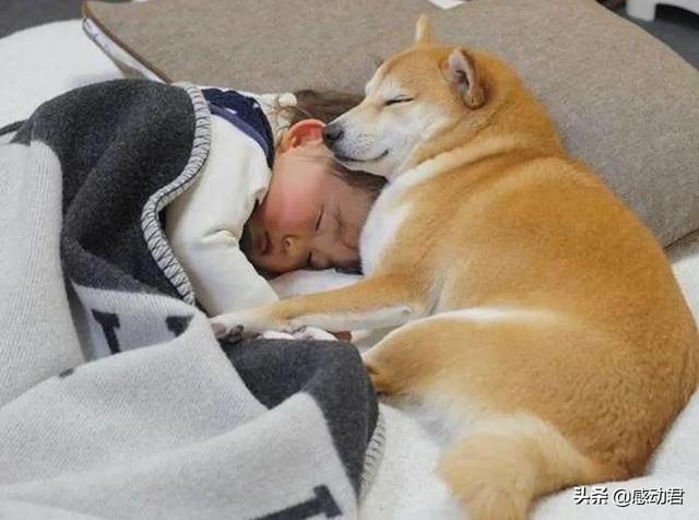 宠物可以和人一块睡吗，狗可以和人一起在床上睡觉吗