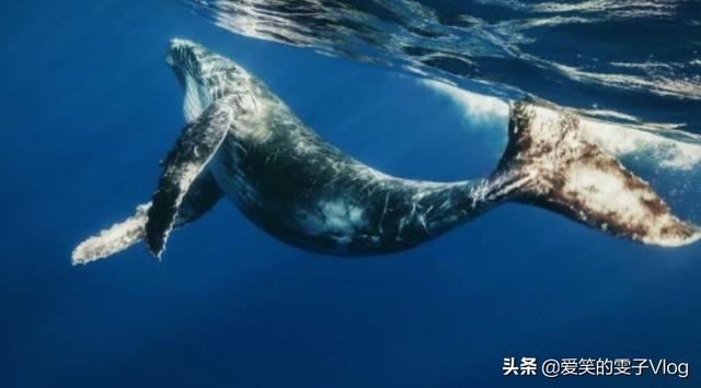 鲸鱼爆炸:为什么不能靠近死亡的鲸鱼？