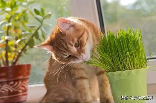 美国短毛猫图片:美国短毛猫不吃吐毛膏怎么办呢？