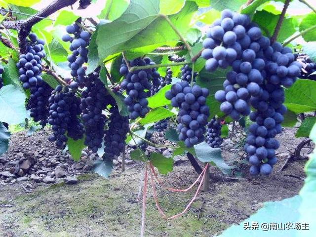 南方葡萄种植技术大全:南方广东农村能不能种葡萄，求带，种什么品种好点呢？