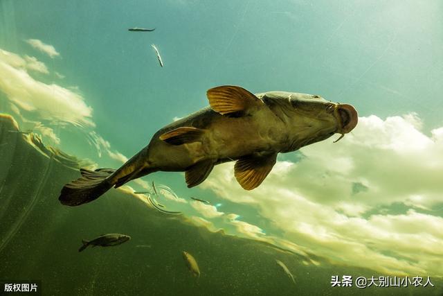 动物之森矛尾鱼雨天大海:秋季下过雨后去钓鱼，鱼不开口是什么原因？